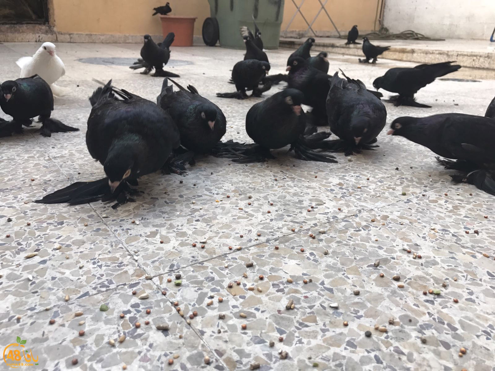 zohdi 3ashoor 7amam (30).jpg